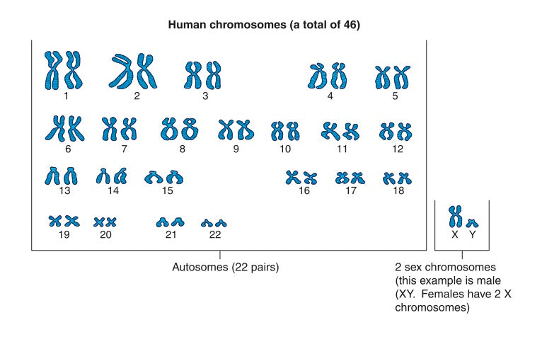 What are DNA, chromosomes, and genes?