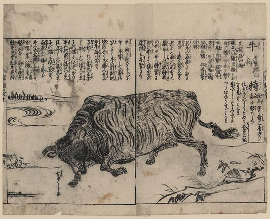 japan wagyu cattle ink painting 1720 library of congress